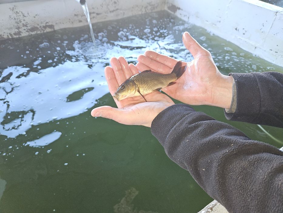 Karp Narybek Kroczek Karpia