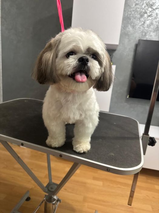 Надаю послуги грумера