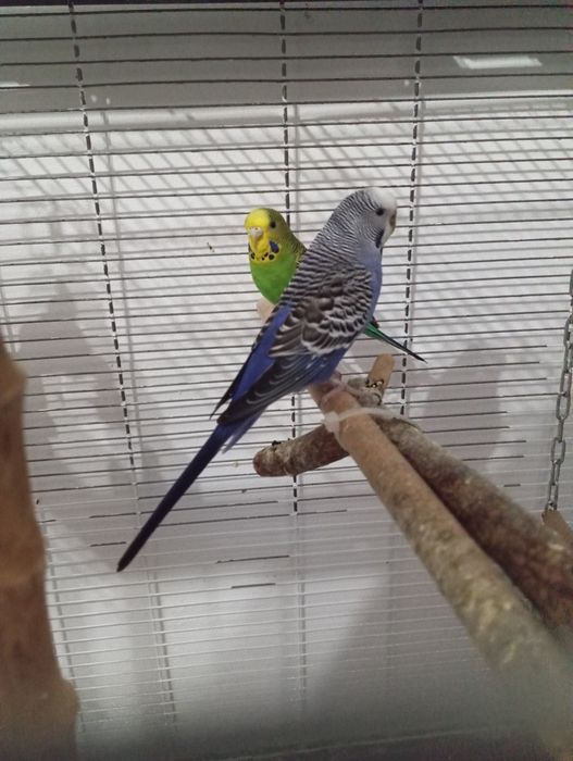 Papużki Faliste 2 samiczki