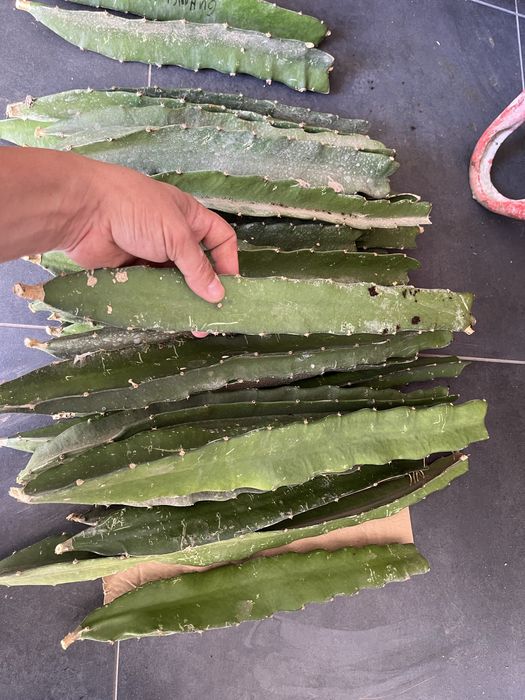 Mudas de pitaya autopolinizantes e autoferteis