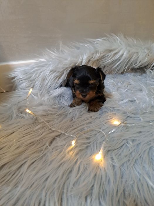 Mini Yorkshire terrier  xxxs (dziewczynka)