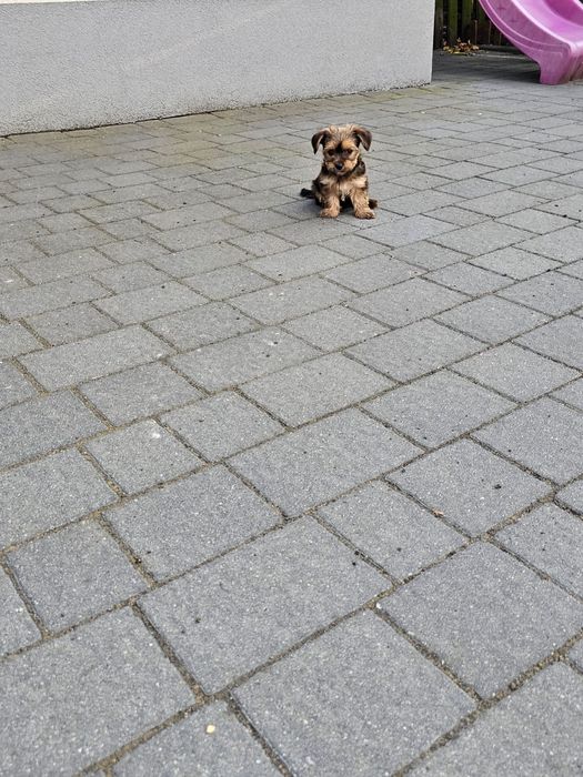 York terrier chłopczyk