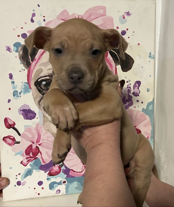 ПРОДАМ. Гарнюню породи Амстафф