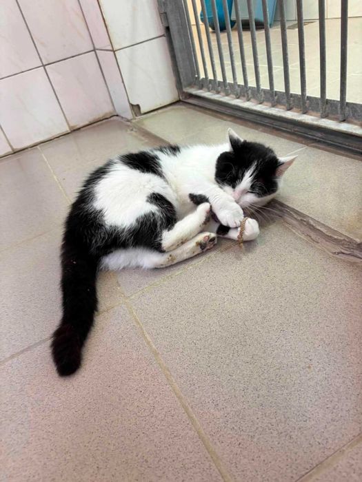 Cudna Frotka poleca się do adopcji