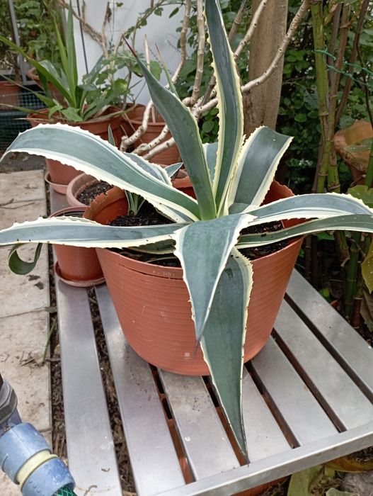 Cato verde e amarelo