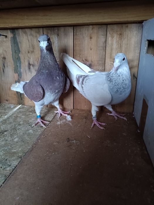 Golebie staropolskie