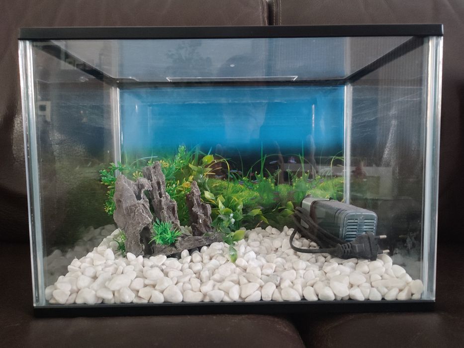 Aquário com pedras e plantas