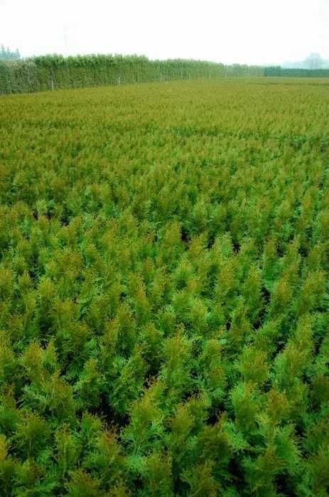 Tuja tuje szmaragd 60 - 80 cm  dostawa gratis