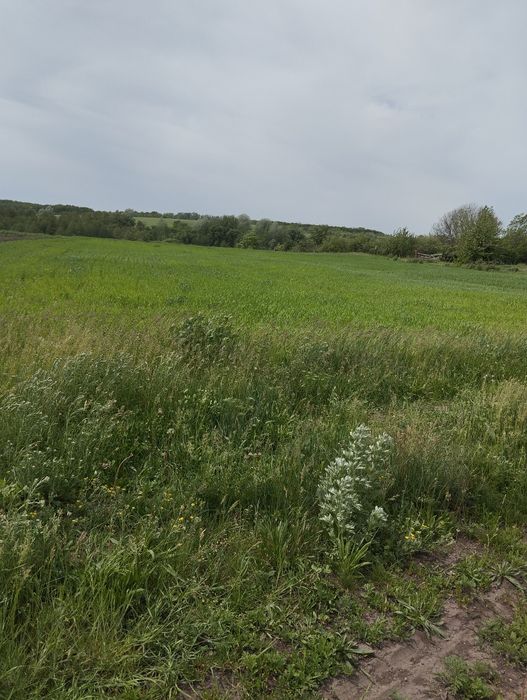 Продам участок Нововодолажский район  под застройку или модульный дом