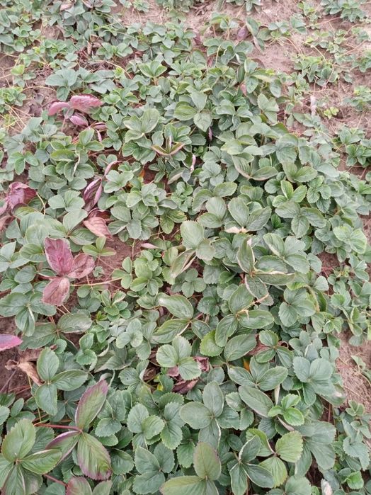 Sadzonka truskawki hanoya 60 gr