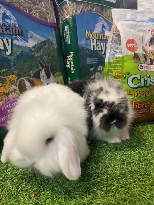 Coelho Anão Mini Lop Belier - LOJA!!