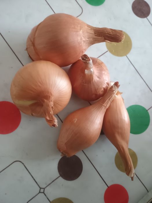 Продам домашню цибулю