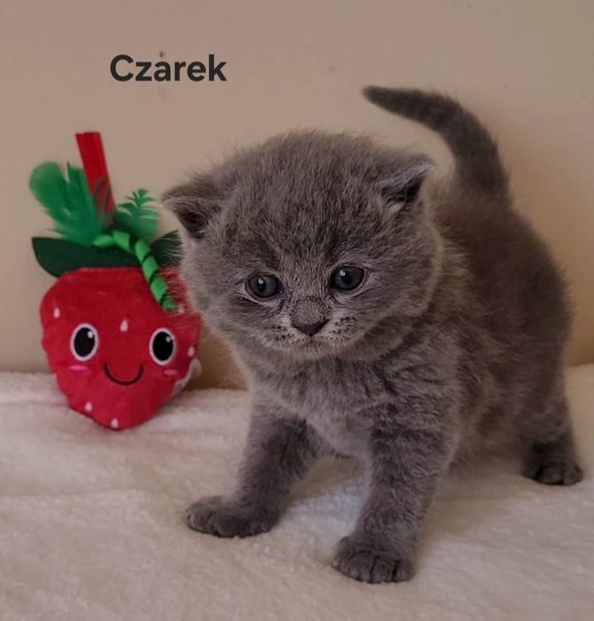 Kot brytyjski kocięta