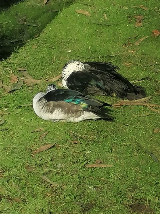 Casal de patos Sarkidiornis adultos