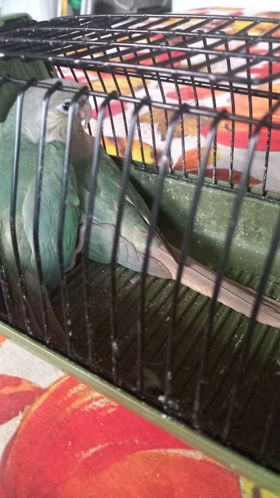 Pyrrhuras Turquesa