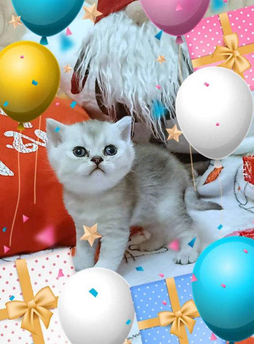 Пухнасте щастя , срібні шиншилки . Супер кошенята .