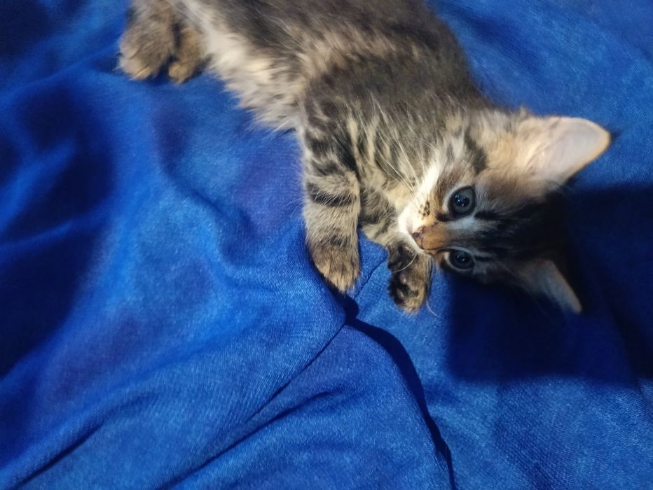 Віддам кошенятко в добрі руки