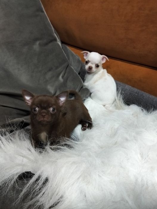 Чихуахуа чистокровные девочки и мальчики