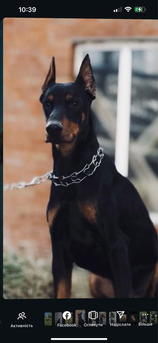 Вʼязка добермана