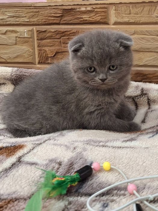 Шотландский вислоухий котёнок мальчик