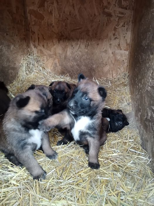 Бельгійська вівчарка малінуа