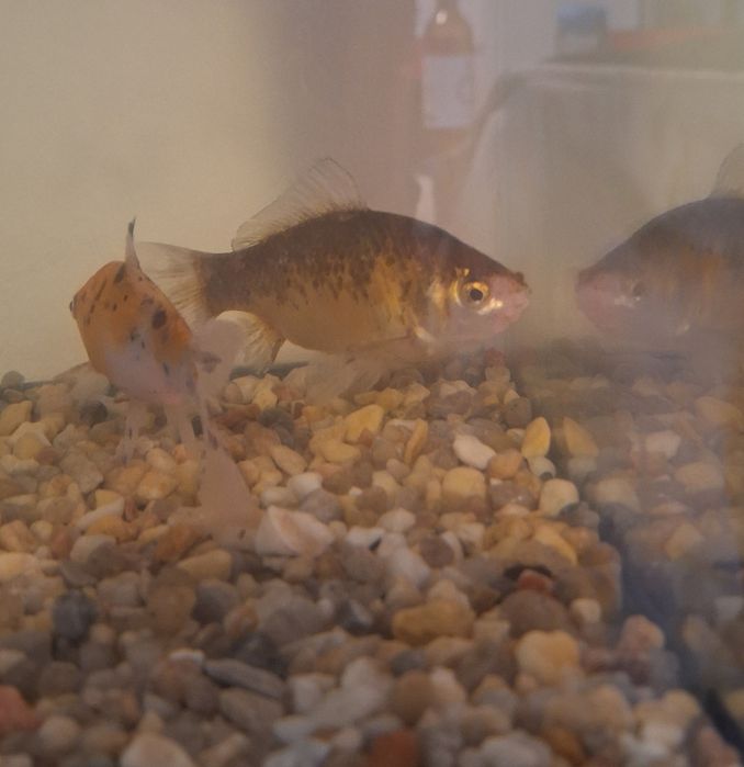 Peixes de Água fria