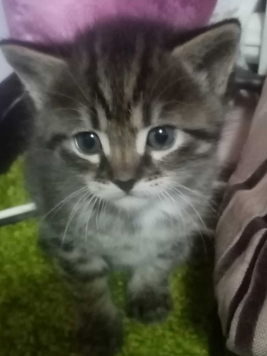 Котята бесплатно Харьков