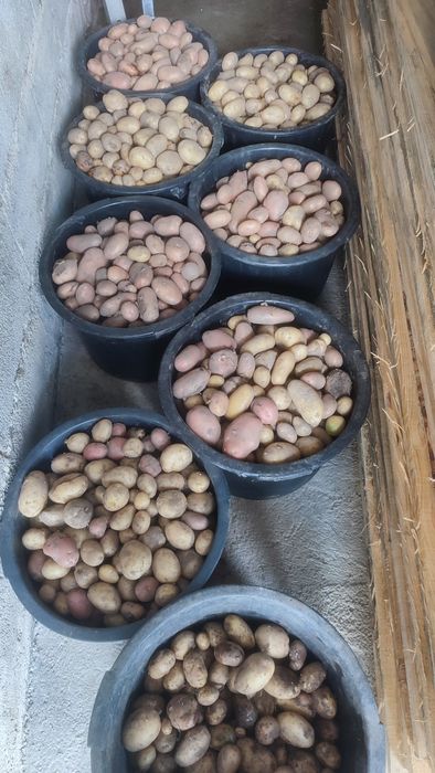 Batatas para comer