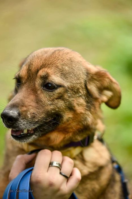 Piesek Refus bardzo łagodny przyjazny  psiak.