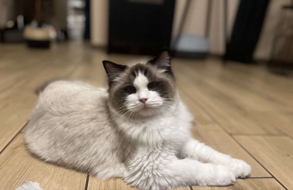 Ragdoll juz do odbioru