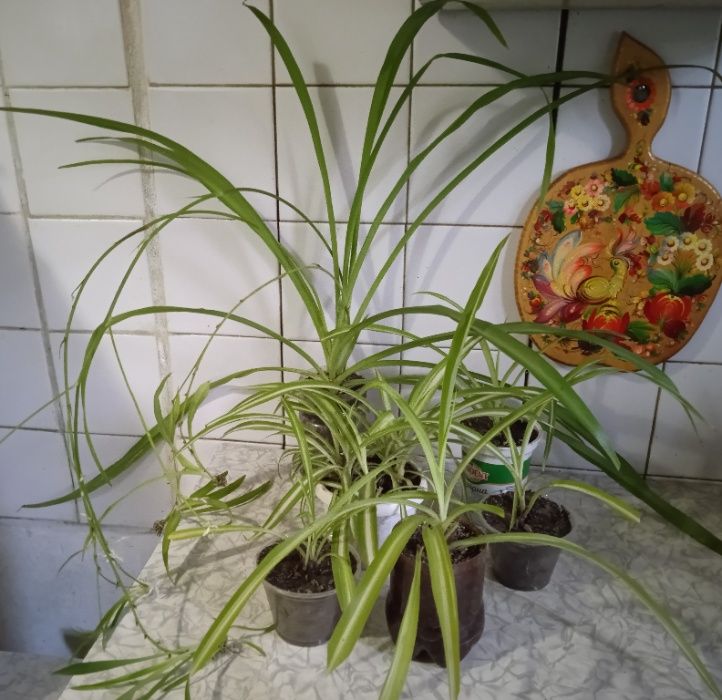 Хлорофитум хохлатый двухцветный зеленый