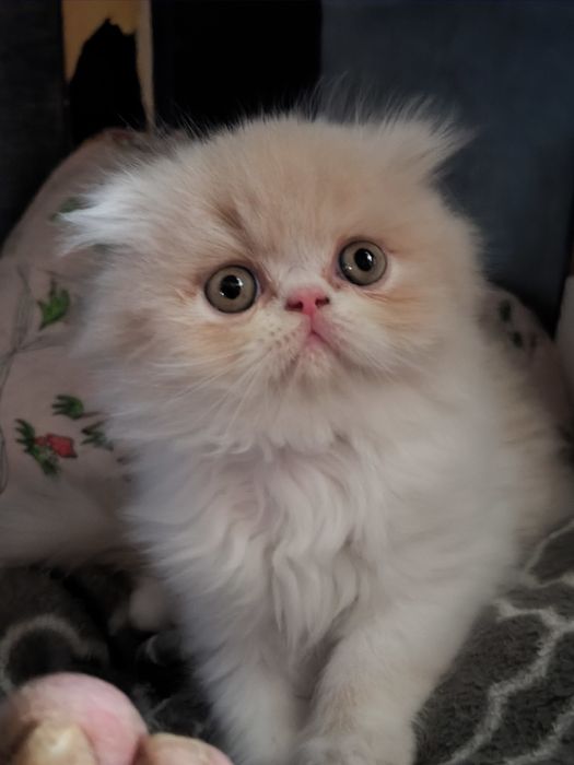Персидский котенок