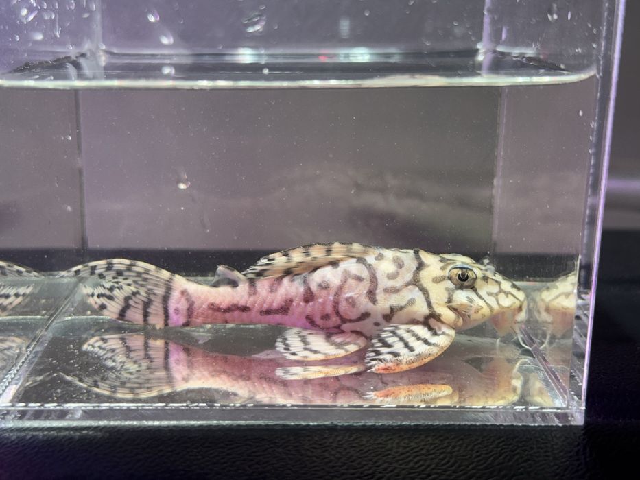 Hypancistrus L236 Super White 3-10cm