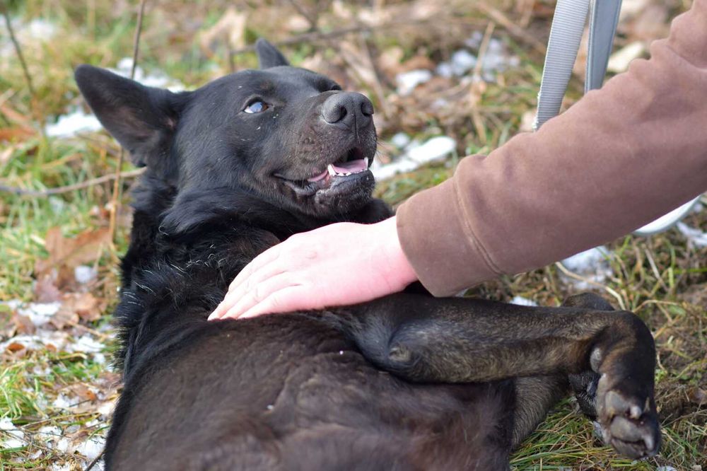 Cola - psiak radosny i energiczny