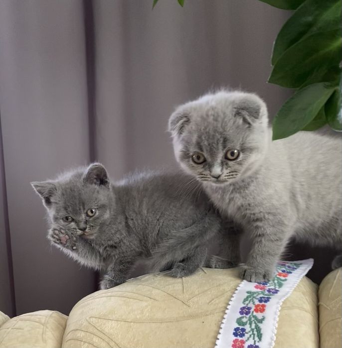 Британці кошенята