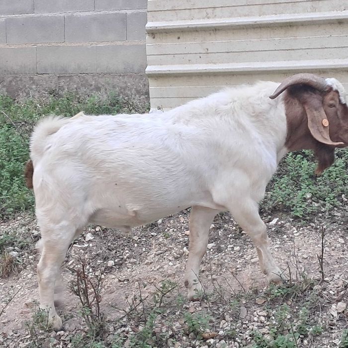 Vendo chibo Boer