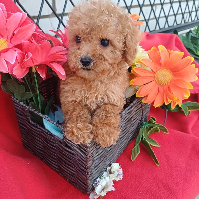 Маленька мілашка,кучеряшка -той-Пудель.