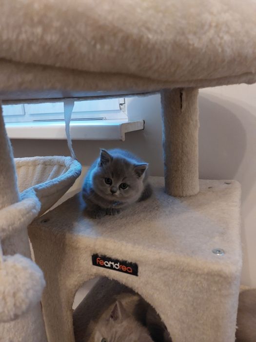 Kotka brytyjska niebieska