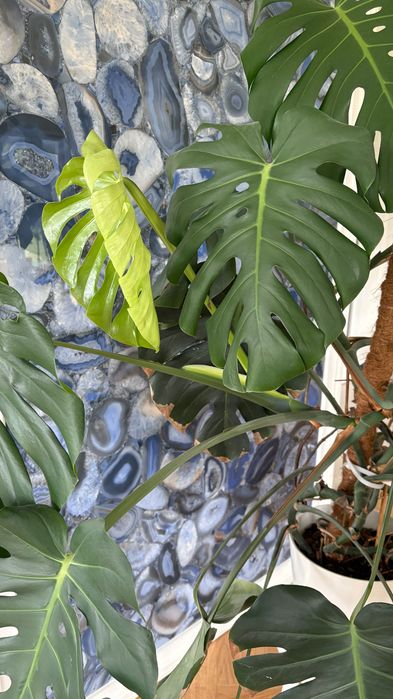 Piękna duża Monstera Deliciosa