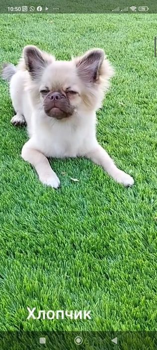 Хлопчик довгошерстний шукає родину