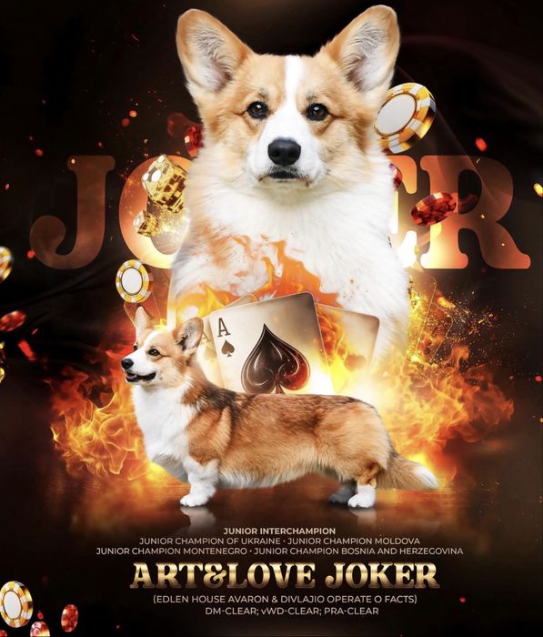 Коргі пемброк (попереднє бронювання)