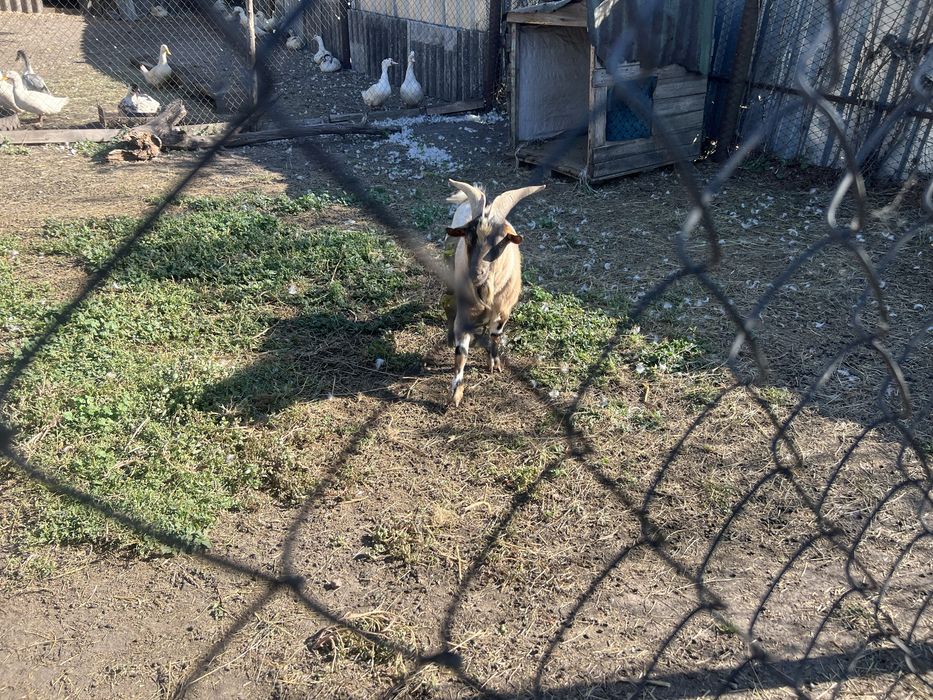 Камерунські кози