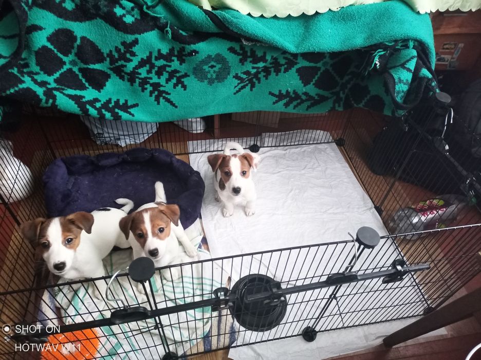 Щенята Джек Рассел