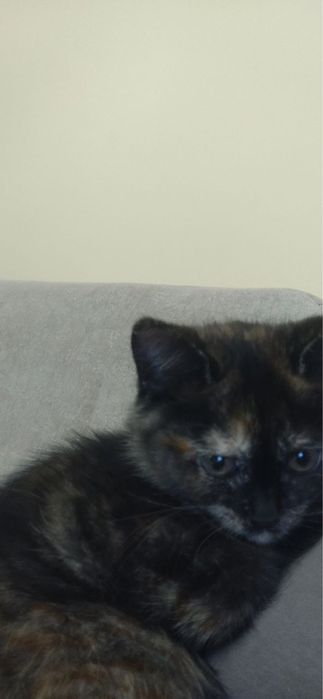 Віддам в добрі руки