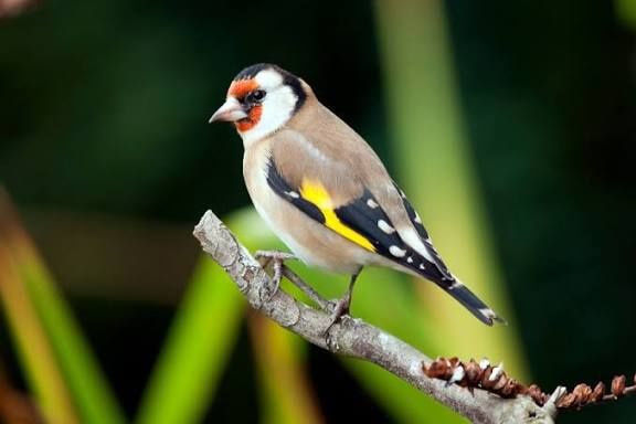 Canários muito lindos