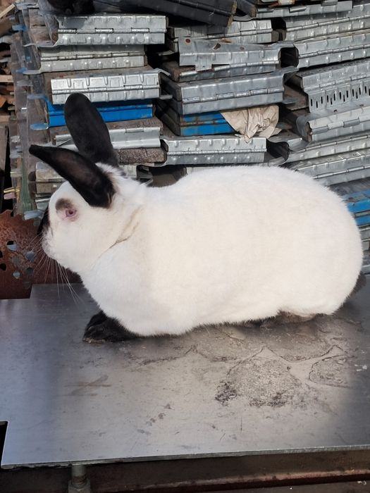 Króliki kalifornijskie