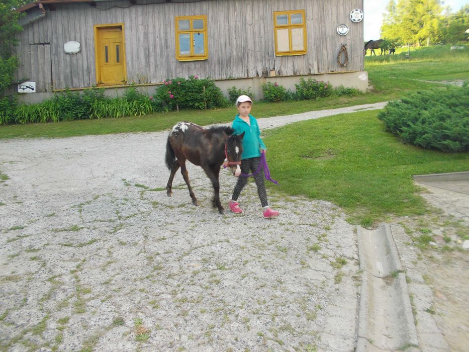 Kuc, źrebak tarantowaty