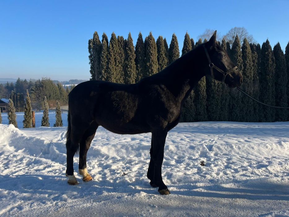 Ogier śląski Largo