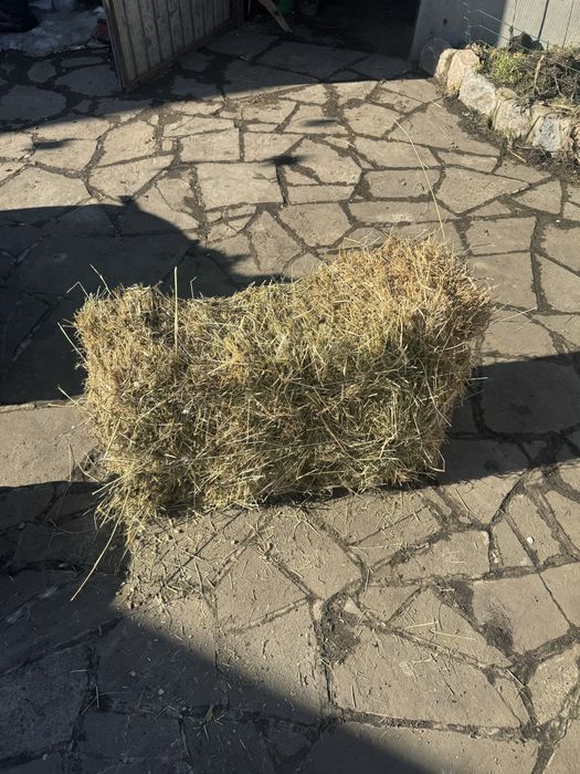 сіно лугове-сухе