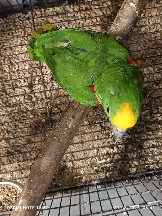 Aestivas e acrochephalos para acabar de criar a mão